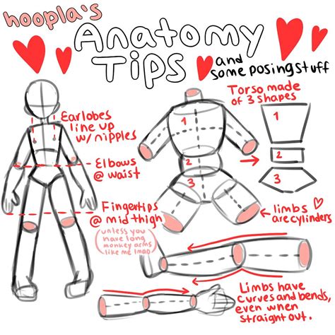 How To Draw Cartoon Anatomy