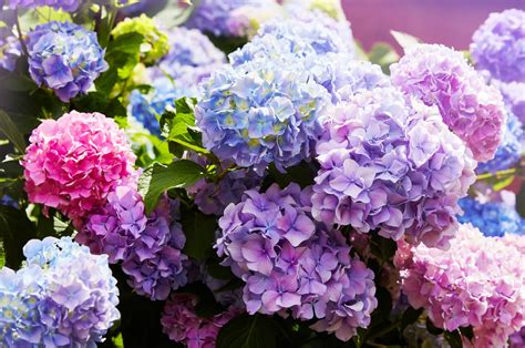 The New Pop Star Hydrangea Is Exactly What Your Garden Needs