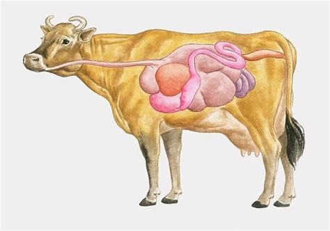 Cross section illustration of cow digestive system (Print #13547893