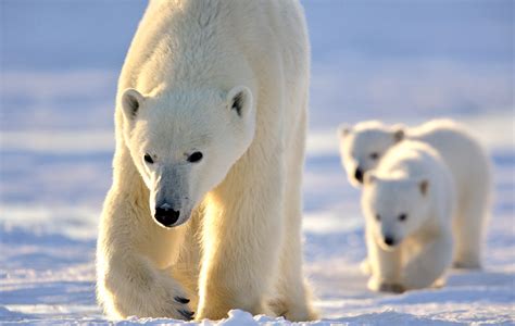 Arctic Safari Canada: Guide to Iconic Wildlife and Landscapes | Arctic ...