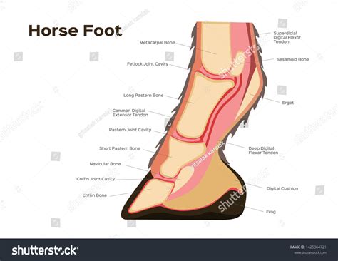 148 Horse Nerves Images, Stock Photos & Vectors | Shutterstock