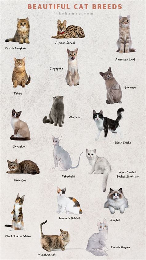 Beautiful Cat Breeds | Cat breeds, Cute cat breeds, Types of cats breeds