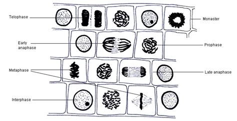 Mitosis Stages Under Microscope