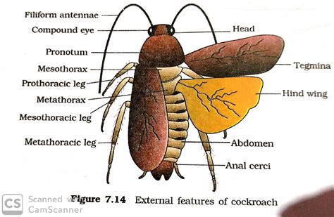 Cockroach (Morphology, Anatomy) excretory system , circulatory system ...