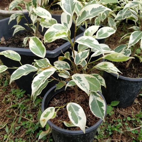 Variegated Ficus Benjamina – Gahelot Nursery & Floriculture