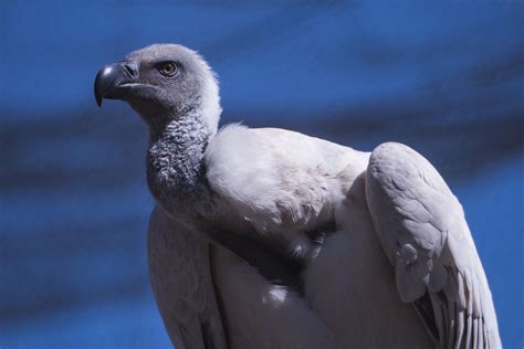 16 of the World's Most Endangered Vulture Species