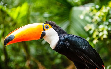 Download Animal Toucan 4k Ultra HD Wallpaper