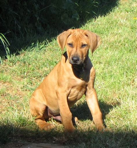 Rhodesian Ridgeback | Pitbull mix puppies, Rhodesian ridgeback, Puppy ...