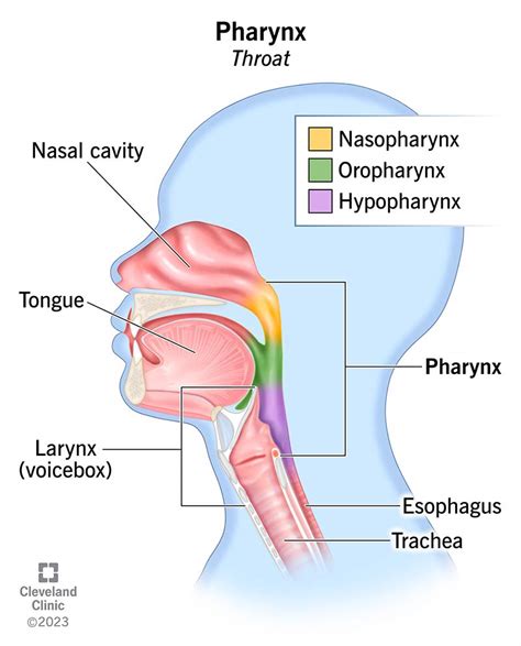 Pharynx: Function & Anatomy