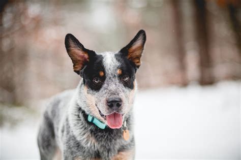 What Breeds Make Up A Queensland Heeler