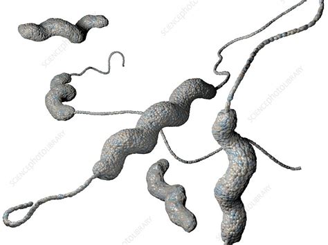 Campylobacter jejuni bacteria, artwork - Stock Image - C022/5939 ...