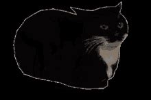 Maxwell Spinning Cat GIF - Maxwell Spinning Cat - Discover & Share GIFs