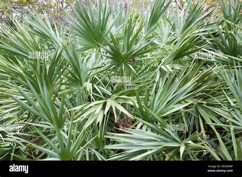 Serenoa repens - saw palmetto plants Stock Photo - Alamy