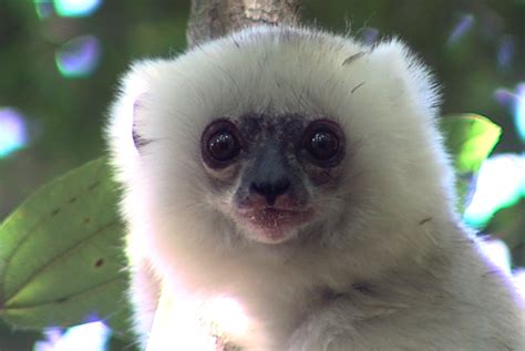 Silky Sifaka Lemur - Untamed Science