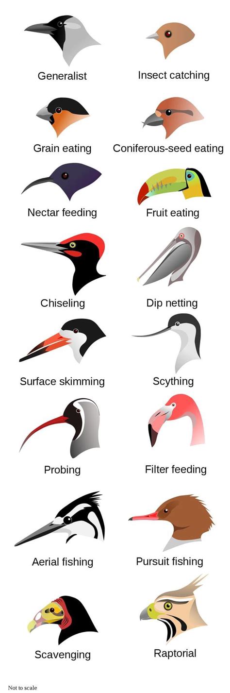 16 Fascinating Bird Beak Shapes And Functions | Daily Infographic