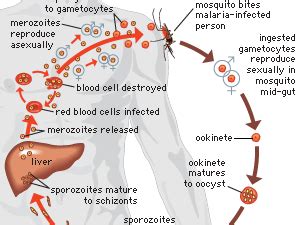 malaria | Causes, Symptoms, Treatment, & Prevention | Britannica