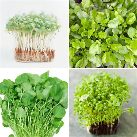 Garden Cress Seeds Recipes For Toddlers - Garden Cress Seeds