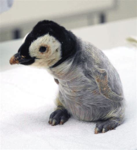 Penguin chick makes public debut | The Japan Times