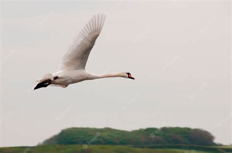 Premium Photo | Flying swan