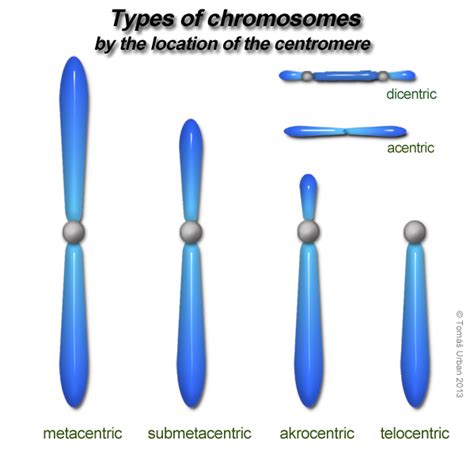 Inheritance: What Is The Chromosome Theory Of Inheritance