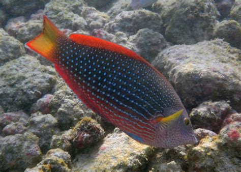 Red Coris Wrasse 101: Diet, Mates, Size, Lifespan and Tank