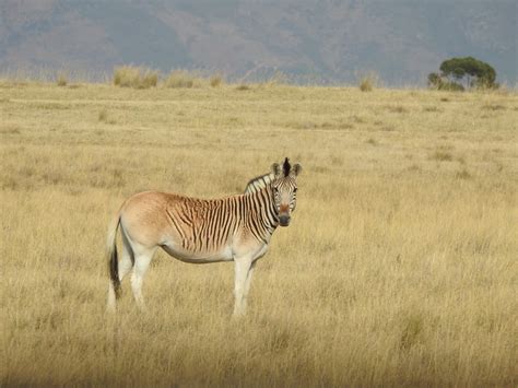 The Quagga Project Part II: 35 years on