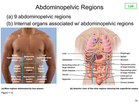 Abdominopelvic Region Diagram | Quizlet