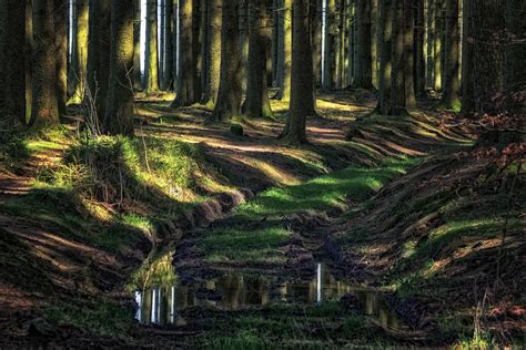 In the heart of the Haute-Ardenne forests (in Explore) | Flickr