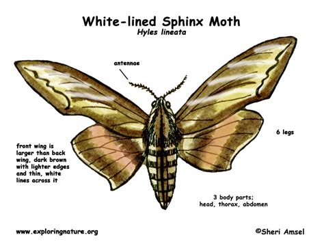 Moth Labeled Diagram