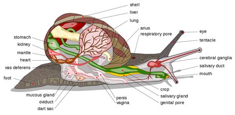 All about land snails | Welcome Wildlife