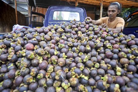 3 Khasiat Kulit Manggis, Kadar Gula Darah Stabil! - GenPI.co RIAU