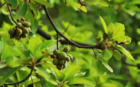 The mesmerizing MAHUA TREE