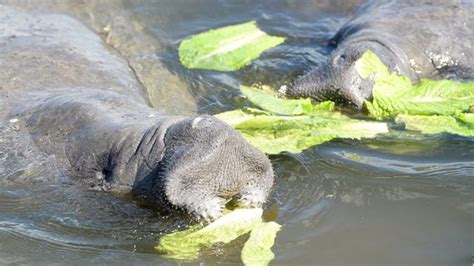 With warm weather, manatee feeding program to end - The Wildlife Society