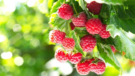 21 Best Raspberry Varieties For Home Gardens