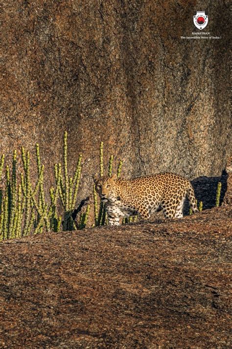 Jawai Leopard Safari Experience