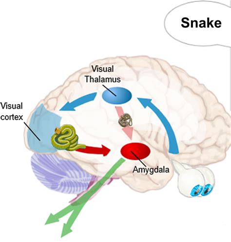 Amygdala function, location & what happens when amygdala is damaged