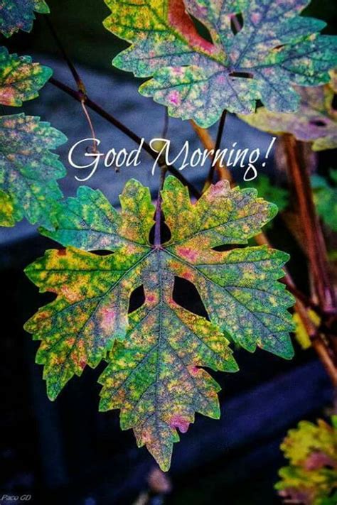 Pin by Deborah Rosch on Good Morning | Leaf art, Autumn leaves, Good ...