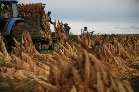 US Tobacco growers compete in open market