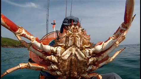 Japanese Spider Crab Diet - michaeljacksonopowiadania