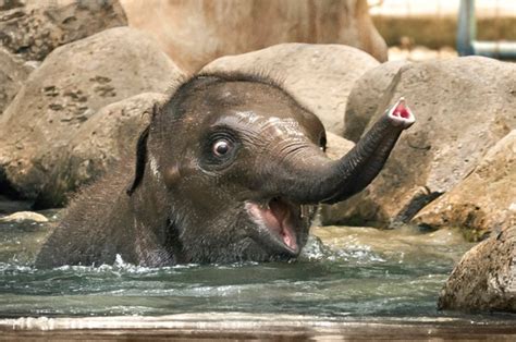 Beautiful baby elephant smiles while having a splashing time - AOL UK ...