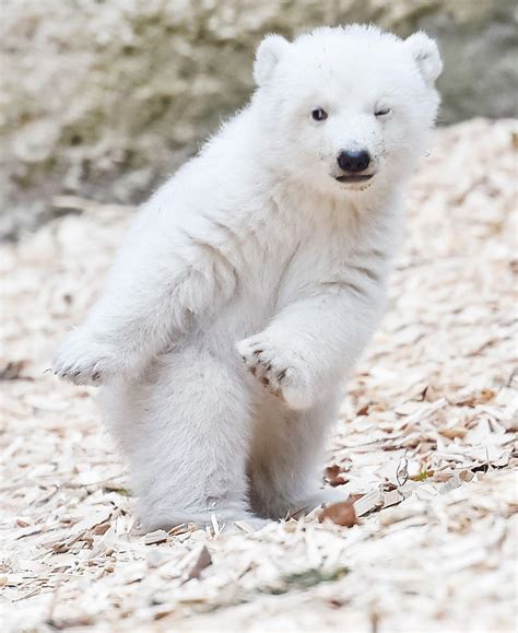 Cute Polar Bear Wallpapers - Top Free Cute Polar Bear Backgrounds ...