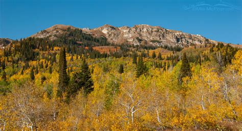 Fall Colors In The Wasatch Mountains Plus A Male Dusky Grouse - Mia ...