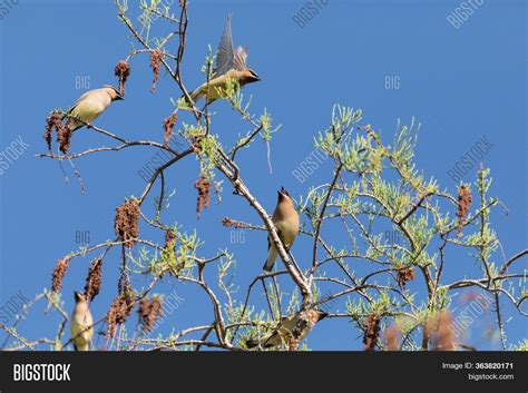 Flock Cedar Waxwing Image & Photo (Free Trial) | Bigstock