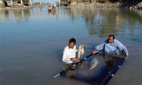 Indus River Dolphin | Species | WWF