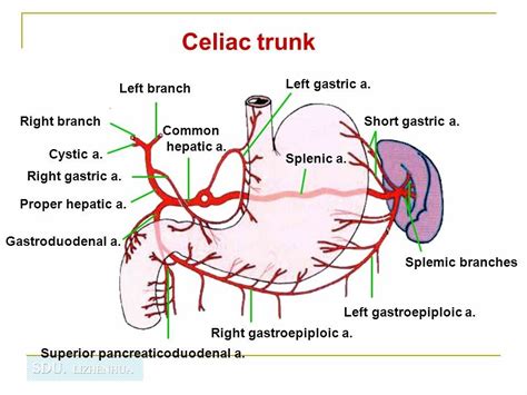 Note: 3 Branches of Celiac trunk / artery ... imp. 【 Common hepatic ...