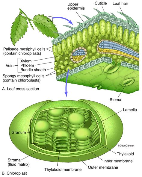 Chloroplast Cell Diagram