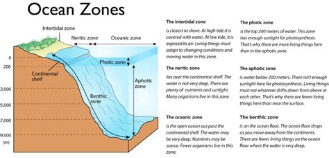 121 Zones Of Marine Environments Geosciences Libretexts | Images and ...