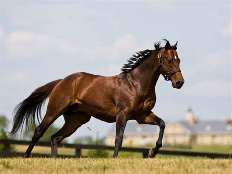 The Five Most Popular Horse Breeds In The Racing World