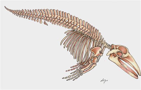 gallusdrawseverything: Fin Whale skeleton done from the Mount at the ...