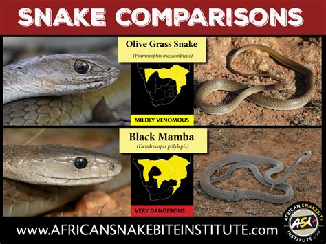 Snake Comparison - Olive Grass Snake vs Black Mamba - African Snakebite ...